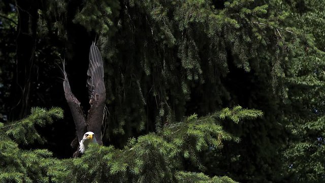 Bald Eagle, haliaeetus leucocephalus, Adult in Flight, Taking off from Branch, Slow Motion