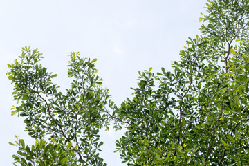 group of green leaf and sky,cloud and blue sky,green leaf from garden,green leaf make oxygen