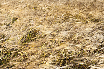 Agricultural field , wheat