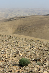Bush in the desert of Judea. Israël.