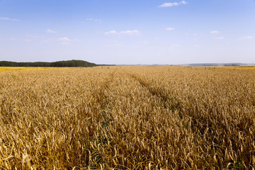 agricultural field of cereals