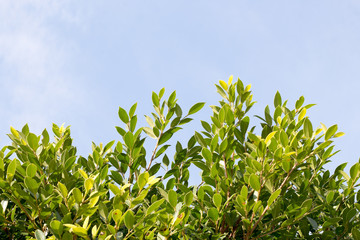 group of green leaf and sky,cloud and blue sky,green leaf from garden,green leaf make oxygen