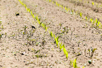 agricultural field with corn
