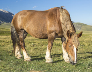 Naklejka na ściany i meble Beautiful brown horse in poses under a blue sky