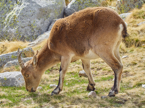 Cabra Montes Hembra Pastando en la Sierra de Gredos