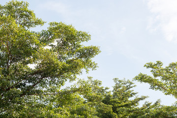 group of green leaf and sky,cloud and blue sky,green leaf from garden,green leaf make oxygen,copy space.