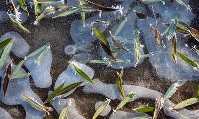 Beautiful winter still life.