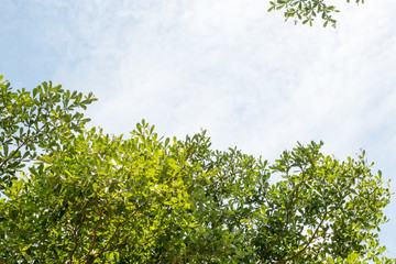 group of green leaf and sky,cloud and blue sky,green leaf from garden,green leaf make oxygen,copy space.