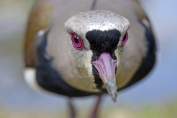 Close-up of head of the Southern lapwing