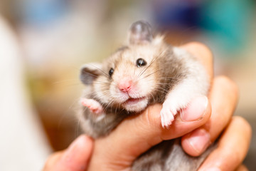 Funny Syrian hamster grey.