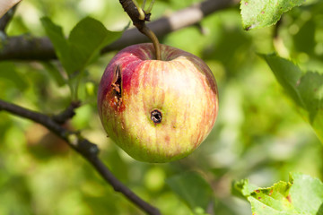apples on the tree