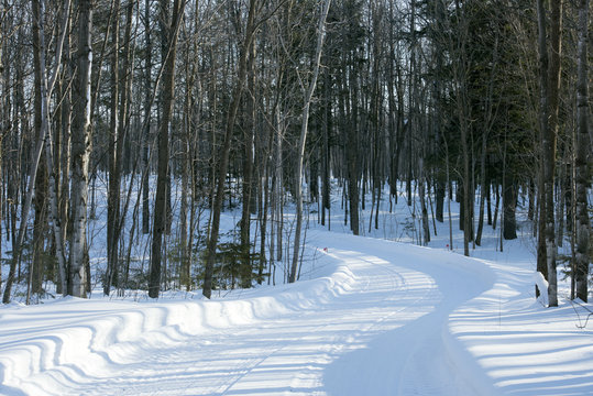 Landscape color image of snow covered lane leading into mixed bush area