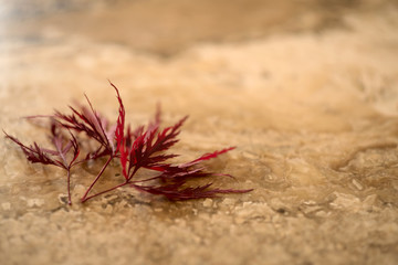 maple leaves on stone background 7