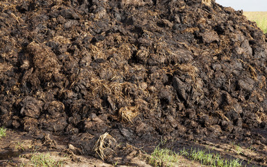 are landed in a pile of manure