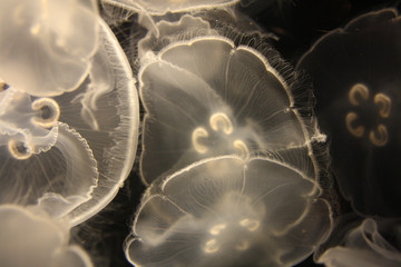 Moon Jellies