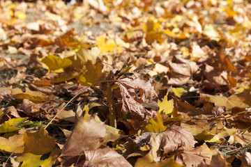 autumn in the park