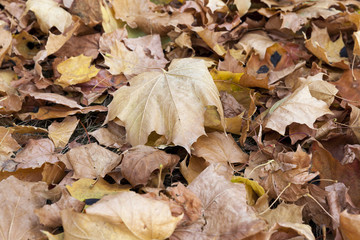 autumn in the park