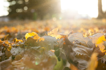 autumn in the park