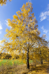 birch tree in autumn
