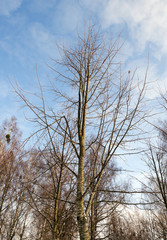 Birch tree in winter