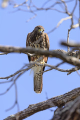 Red Shouldered Hawk Looking Down