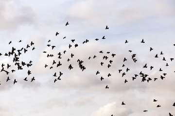 birds flying in the sky