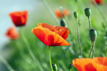 blooming red poppies