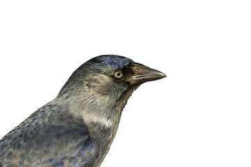 Portrait jackdaws isolated on white