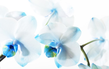 Fototapeta na wymiar Blue Orchid, close-up