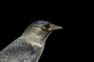 Portrait jackdaws isolated on black