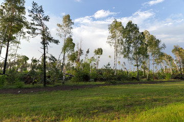 Fototapeta na wymiar broken birch tree after a storm