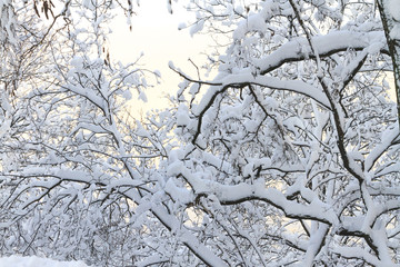 tree branches and with snow