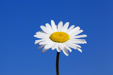 camomile flower close-up