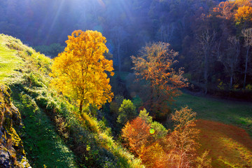Fototapeta na wymiar Alone autumn tree on mountain at sunset .