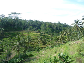 Rice fields of Tegalalang, Bali, Indonesia