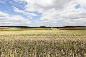 collection rapeseed crop