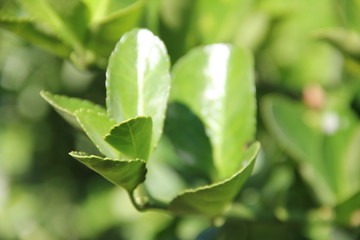 green tea grows in nature at the edge of a mountain stream in the mountains