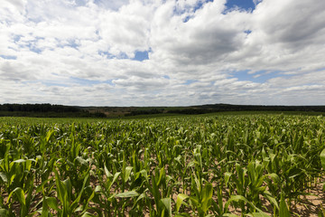 Fototapeta na wymiar corn field, summer