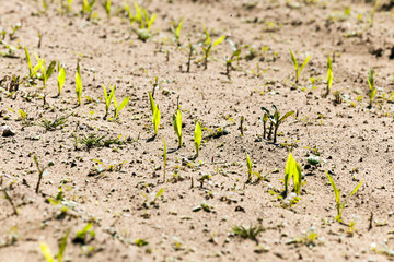 corn field. close-up