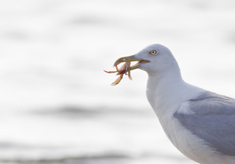 Larus michahellis
