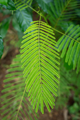 Acacia Pennata leaf closeup