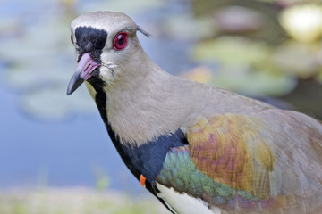 Close-up of head of the Southern lapwing