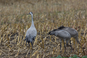 Graukranich, Grus grus in der Natur