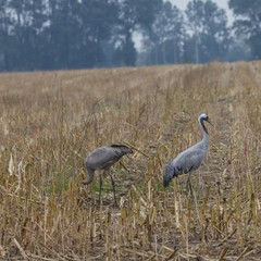 Graukranich, Grus grus in der Natur