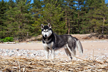 Dog Siberian Husky on a sandy beach near the forest