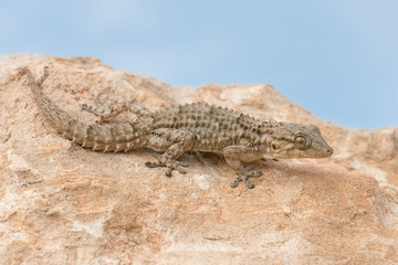 Moorish Gecko (Tarentola Mauritanica)/Moorish Gecko in North African Desert