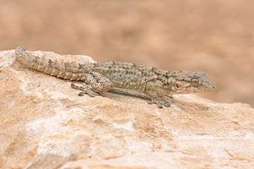 Moorish Gecko (Tarentola Mauritanica)/Moorish Gecko in North African Desert