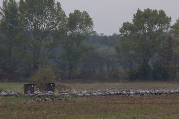 Graukranich, Grus grus in der Natur