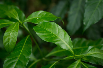 Fototapeta na wymiar Ervatamia leaf