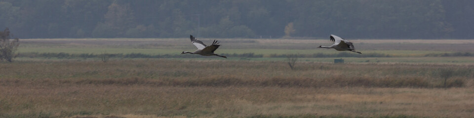 Graukranich, Grus grus in der Natur